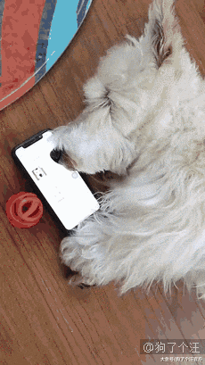 这只狗绝对当过物理课代表