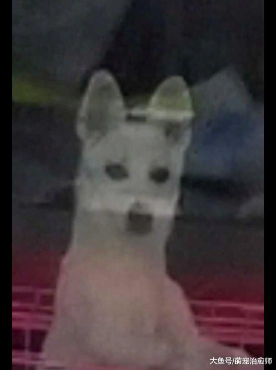 人們圍著貓咪摸它，在陽臺上的狗一臉委屈朝屋里看：快來盤我啊！