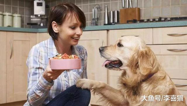 辟谣，狗粮夏季不可随意存放，储存方式错误将最终影响爱犬健康