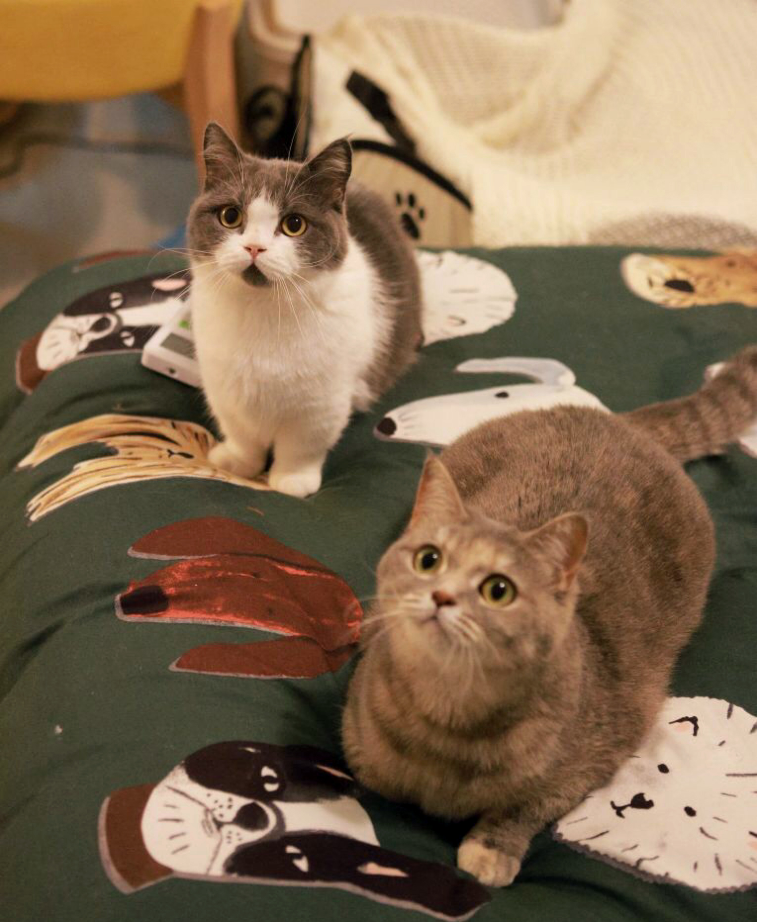 养猫你到底花了多少钱？看完之后我受到了一万点暴击……别看！