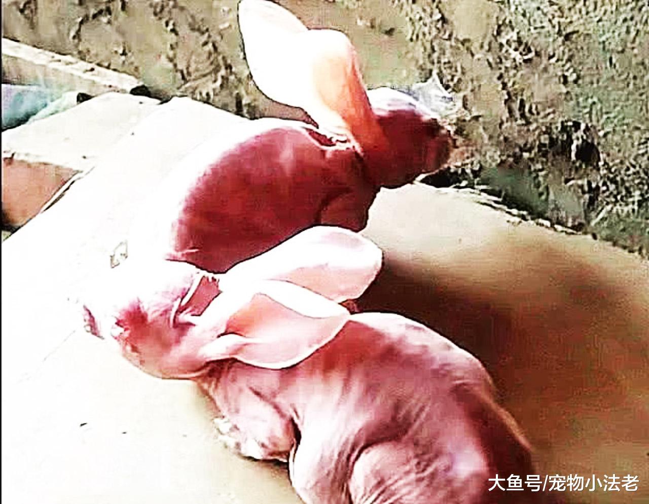 女子贪便宜，用半价买了两只兔子，当她发现不对劲时，一切都晚了
