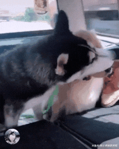 网友养了二哈跟金毛，结果一年后悲剧了，金毛变成了磨牙棒