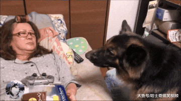 德牧已经成年了，却总要跟主人睡一起，谁还不是宝宝呢？