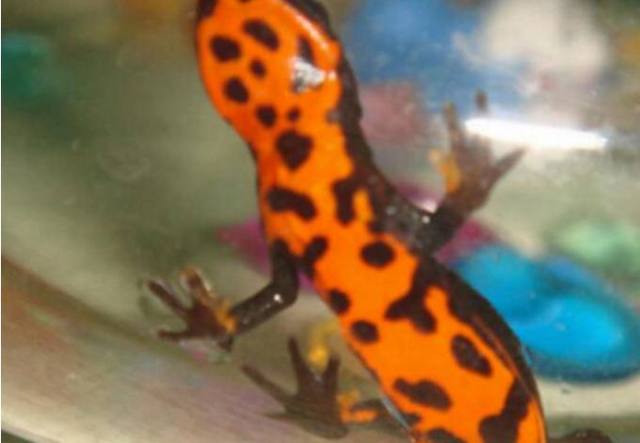 男子买回观赏娃娃鱼，猫咪却莫名其妙死亡，得知真相让他悔恨！