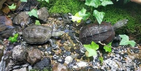 想要做龟的好主人，这些特点少不了