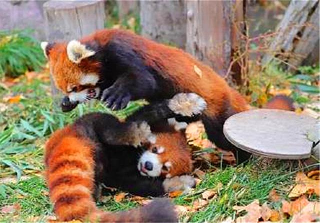 小熊猫为美食与伙伴动粗，互相举爪威胁，因战败气愤而滚成一团