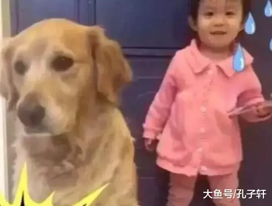 小主人偷偷摸摸玩手机让金毛把风, 结果被发现后金毛这反应亮了