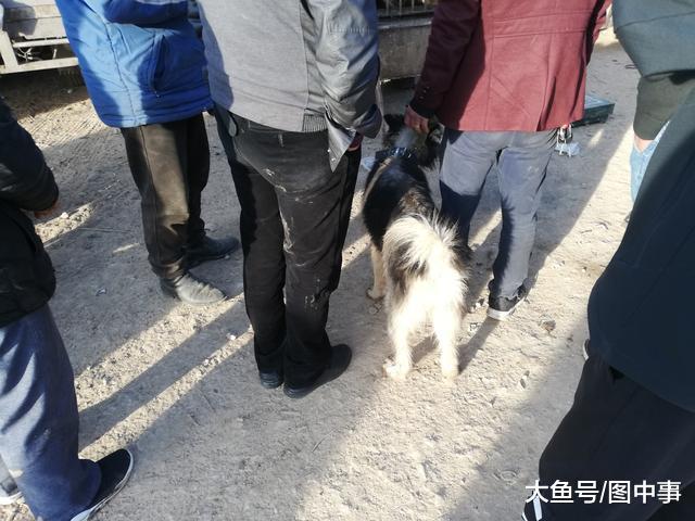 瘦弱的阿拉斯加你见过吗? 主人打算将它卖给肉狗商贩!