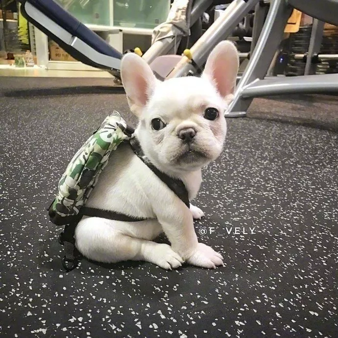 法斗到底有多可爱？快要被萌化啦