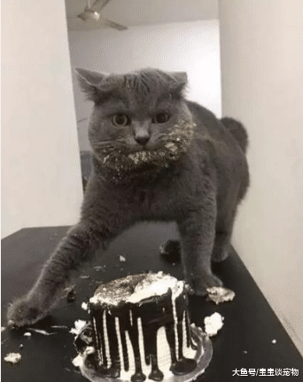 当猫盯着人吃东西时，它在想什么？