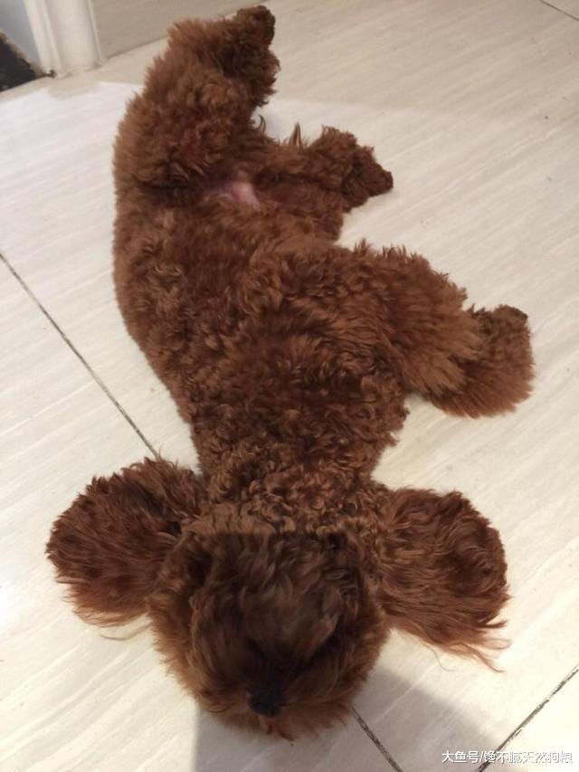 冬季养泰迪犬, 5个错误方式很常见, 你错几个?