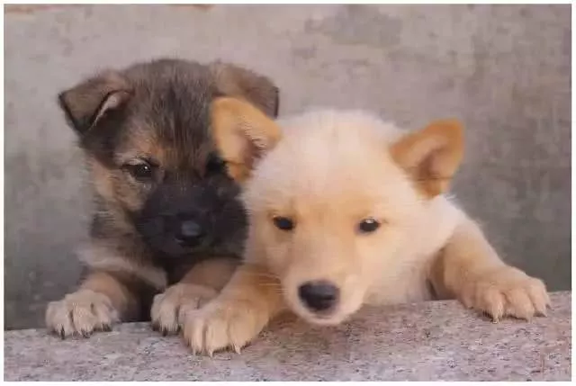 土狗真的比其他的洋狗丑吗？那是你没见过这些土狗！