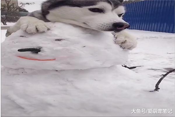 哈士奇見到主人堆砌的雪人后，趕緊跑過來合影，這只二哈好溫柔啊