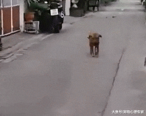狗子一夜没回家，主人在门口拎着棍子：是不是忘了自己姓啥