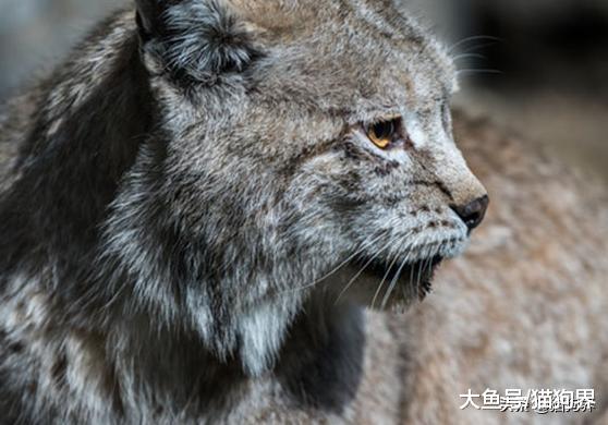 长相霸道的喵星人，你见过几种？