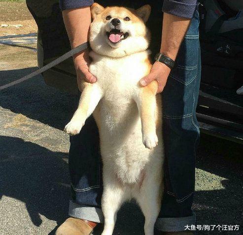 生理期的生物果然易燃易爆炸，包括狗