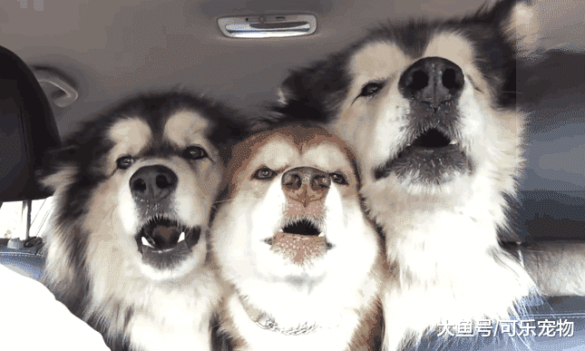 主人开车带着阿拉斯加，狗子一刻也不安分，路人：这怕不是只傻狗