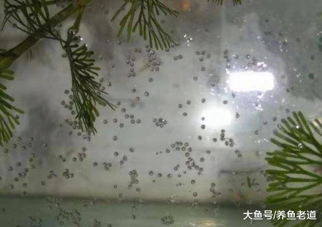 嘴巴越贱的观赏鱼，鱼友们越容易养到爆缸，这是真的吗？