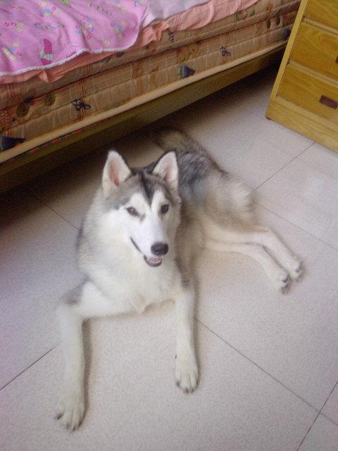 老公嫌我生病花钱多要跟我离婚，我家哈士奇咬坏他的轿车替我报仇