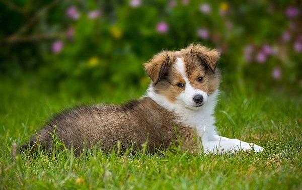 世界上最漂亮狗前十名, 世界上最受欢迎的狗品种!