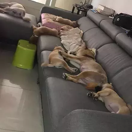 網友養狗成癮，竟然一口氣養了6只柴犬，快窒息了.