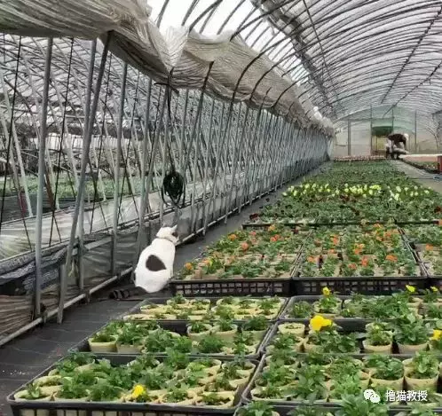 网友说自家猫被妈妈宠坏了, 一点喵样都没有!