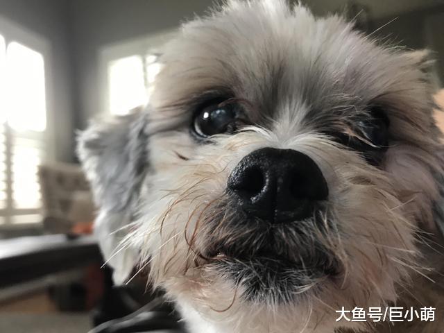 老年狗，常受充血性心力衰竭困扰，别忽略了早期信号