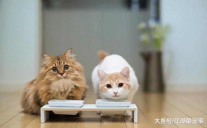 第一次养猫，下面7个知识点一定要知道