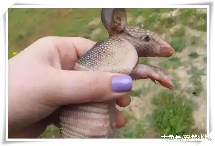 女子地里挖出一个像老鼠的生物，回家细看后，果断放生