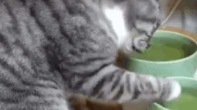 “多喝水”不仅对女朋友很有益，对猫咪同样有益