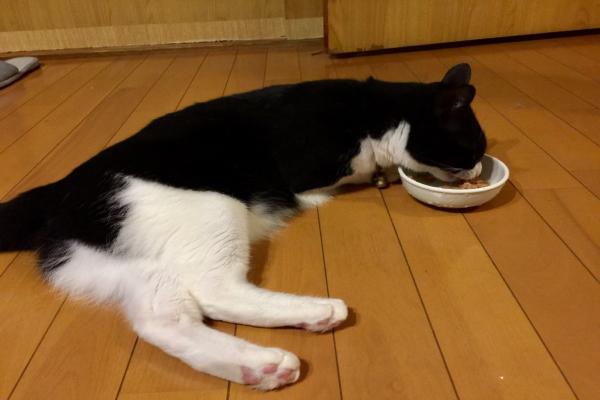 猫咪去别人家不仅不怕，吓走其它猫咪，甚至直接躺着吃别家的猫粮