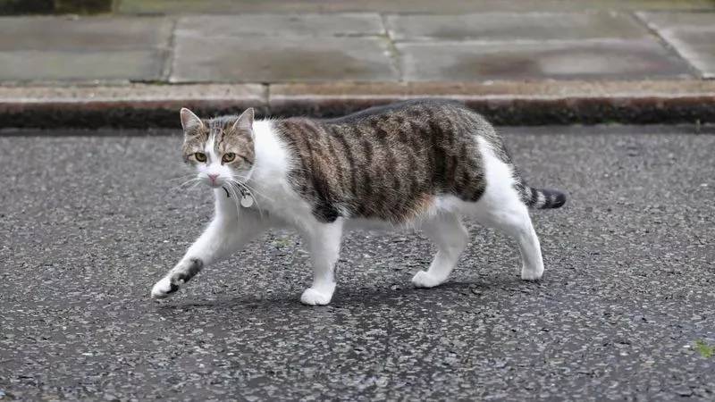 英国首相上任第一件事，竟然是讨好一只猫! 喵：又给我换铲屎官啦
