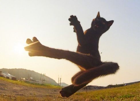 摄影师镜头下的黑猫，每一张都是表情包