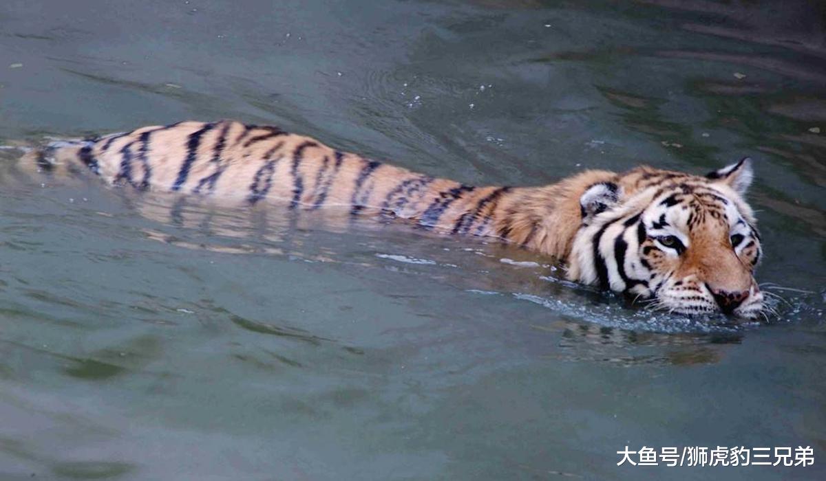 老虎有哪些先天优势，是狮子不具备的？狮虎斗哪边胜算较大？