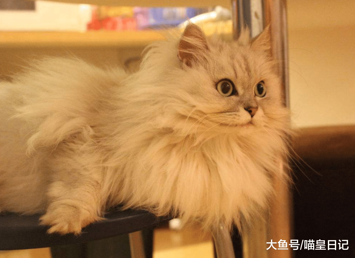 喵星人和狗狗性格相反，但是却能友好相处，主要是这三点互补！