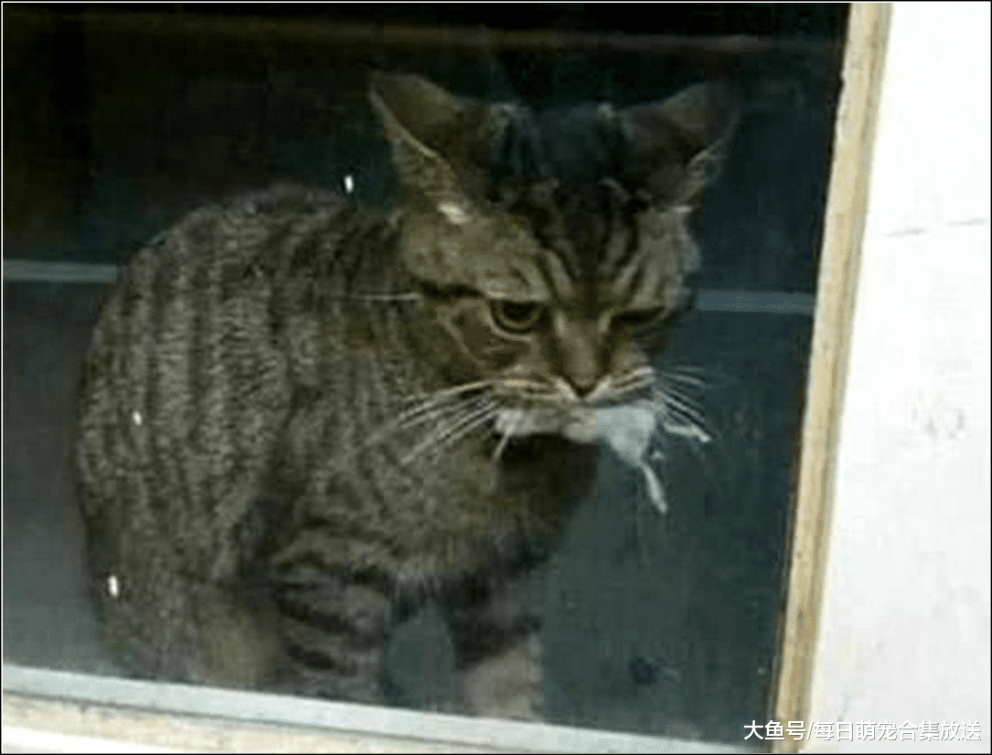 猫咪叼着老鼠送给恩人，他却将它拒之门外，结果猫咪当场落泪了
