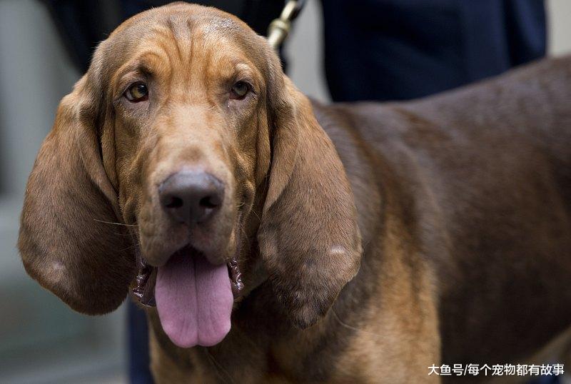 嗅觉最灵敏的犬种，通过气味追查的最高纪录是二百二十公里