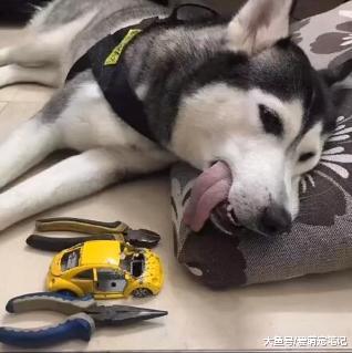 二哈一整天都叼着玩具，主人以为是喜欢，后来才知道是卡在牙里了