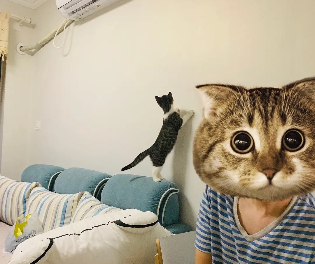 猫咪都是脸盲，聪明却没法认得人样，专家：它们有自己的认知方法！