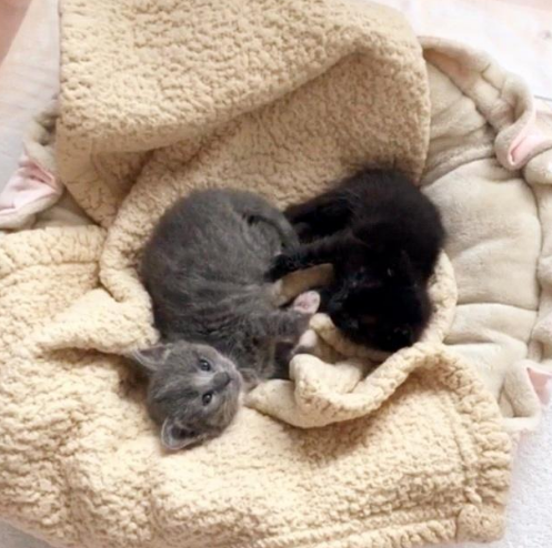 还没睁眼就生活在学校草丛中，被好心人发现时，它还紧紧抱着妹妹