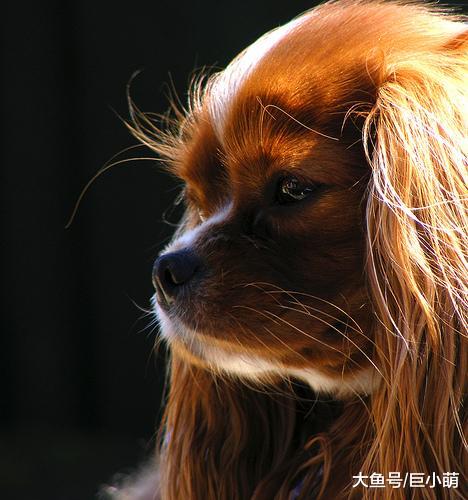 猫咪的胡子用来测量距离，那么狗狗的胡子呢？它们到底有什么用呢