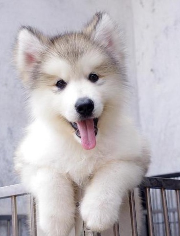 出差时把狗狗交给老妈养，回家时看到一只”北极熊“