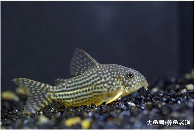 很讨厌清道夫，还有哪些可以饲养在鱼缸里的工具鱼，下列都不错