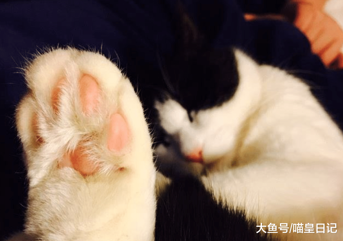 喵星人需要修剪脚毛吗？网友：当然需要，好处有很多！