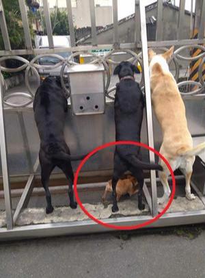 咦外面好像有动静，超小狗狗和同伴一起八卦，踩上箱子偷偷看门外