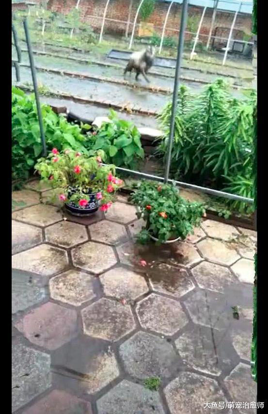萨摩耶到农村后放飞自我了，从洁白的天使，变成了脏兮兮的恶魔！