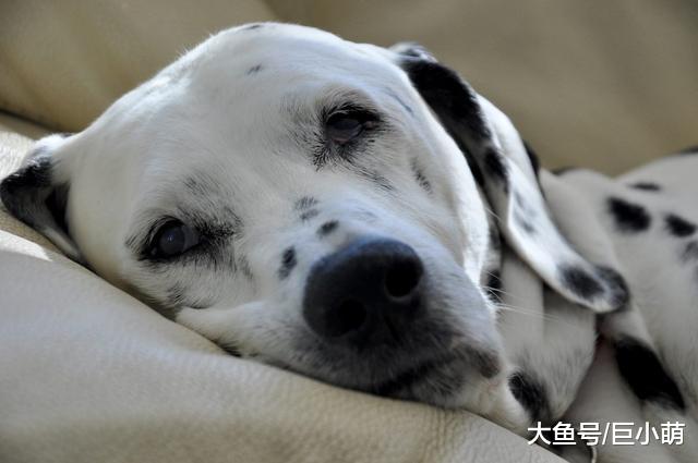 原来狗狗老了也会耳背，更容易被吓到，主人摸它都可能被咬