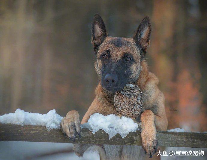 空有一颗学霸的心，奈何是条狗
