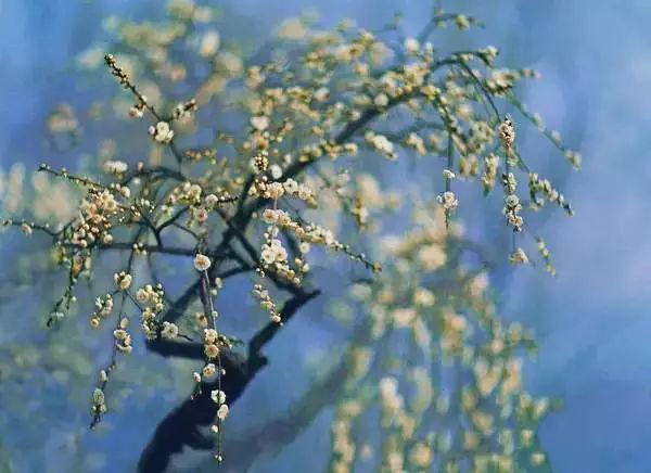 【旅游摄影】花季来临, 摄影技巧小常识