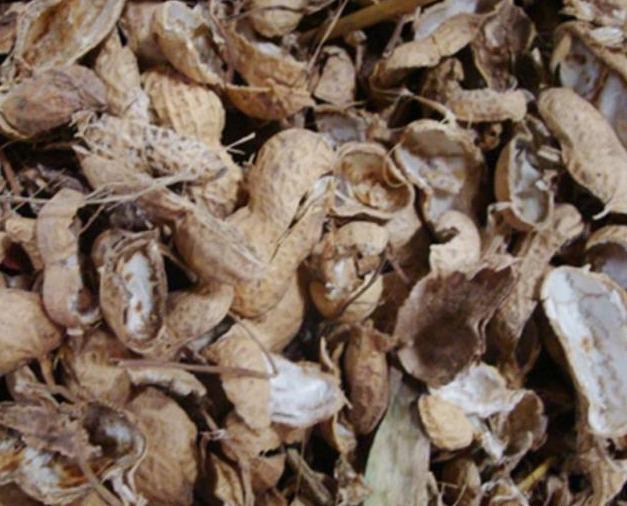 栽种兰花时用上这种小颗粒真管用，疏松透气有营养，嫩芽噌噌冒